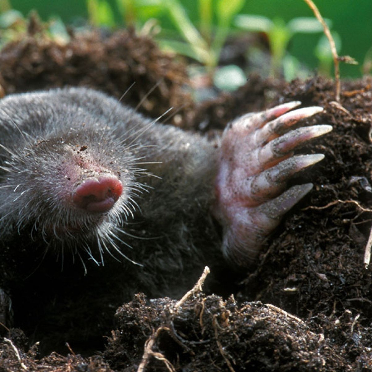 Зверек похожий на крота