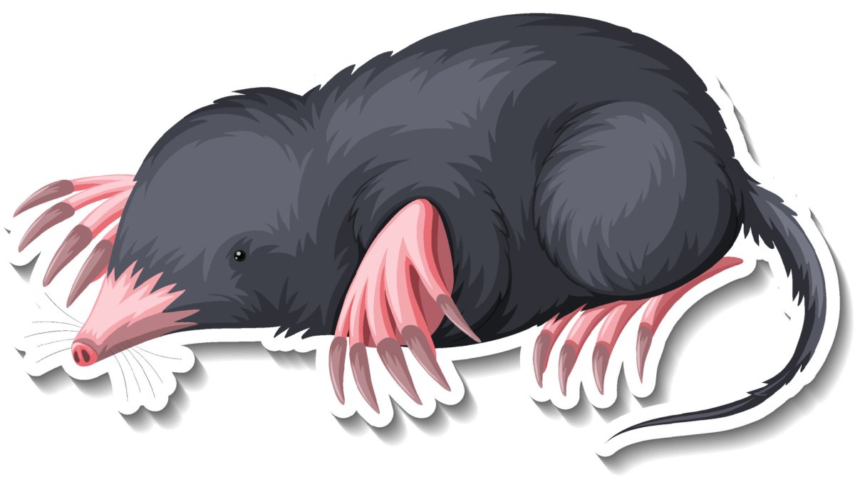 Русская выхухоль