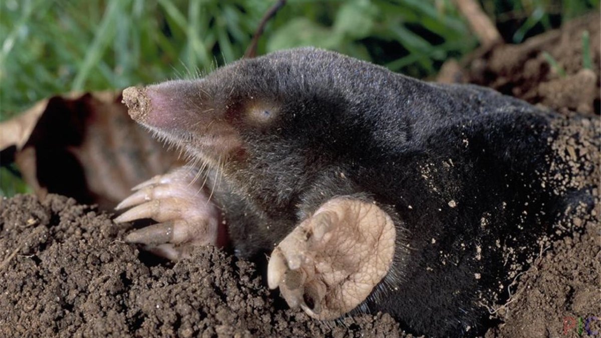 Насекомоядные Крот