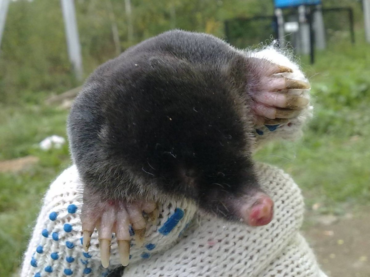 Гигантский Крот