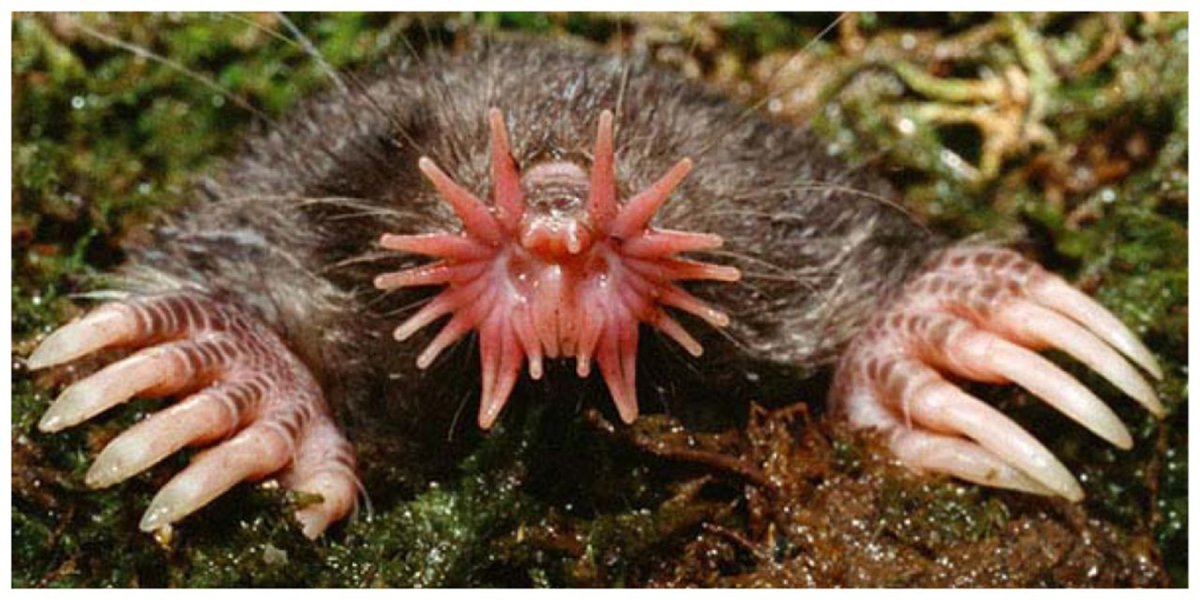 Зверек звездонос