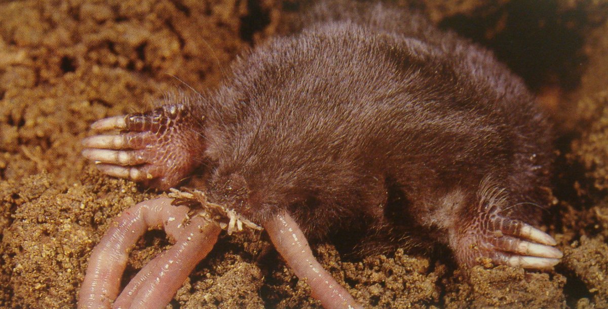 Американский землеройковый Крот