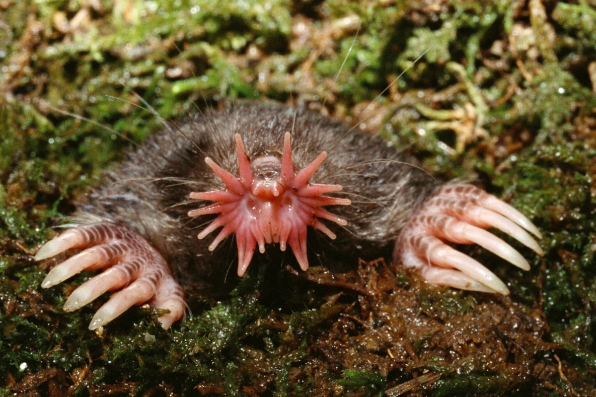 Сумчатый Крот и обыкновенный Крот