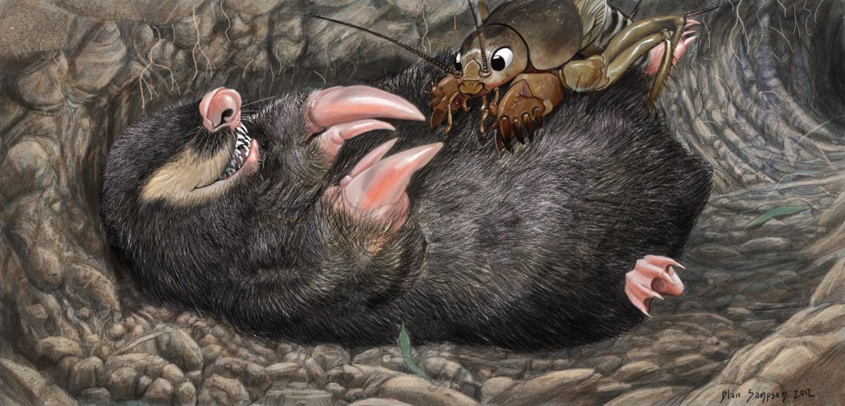 Соски крота