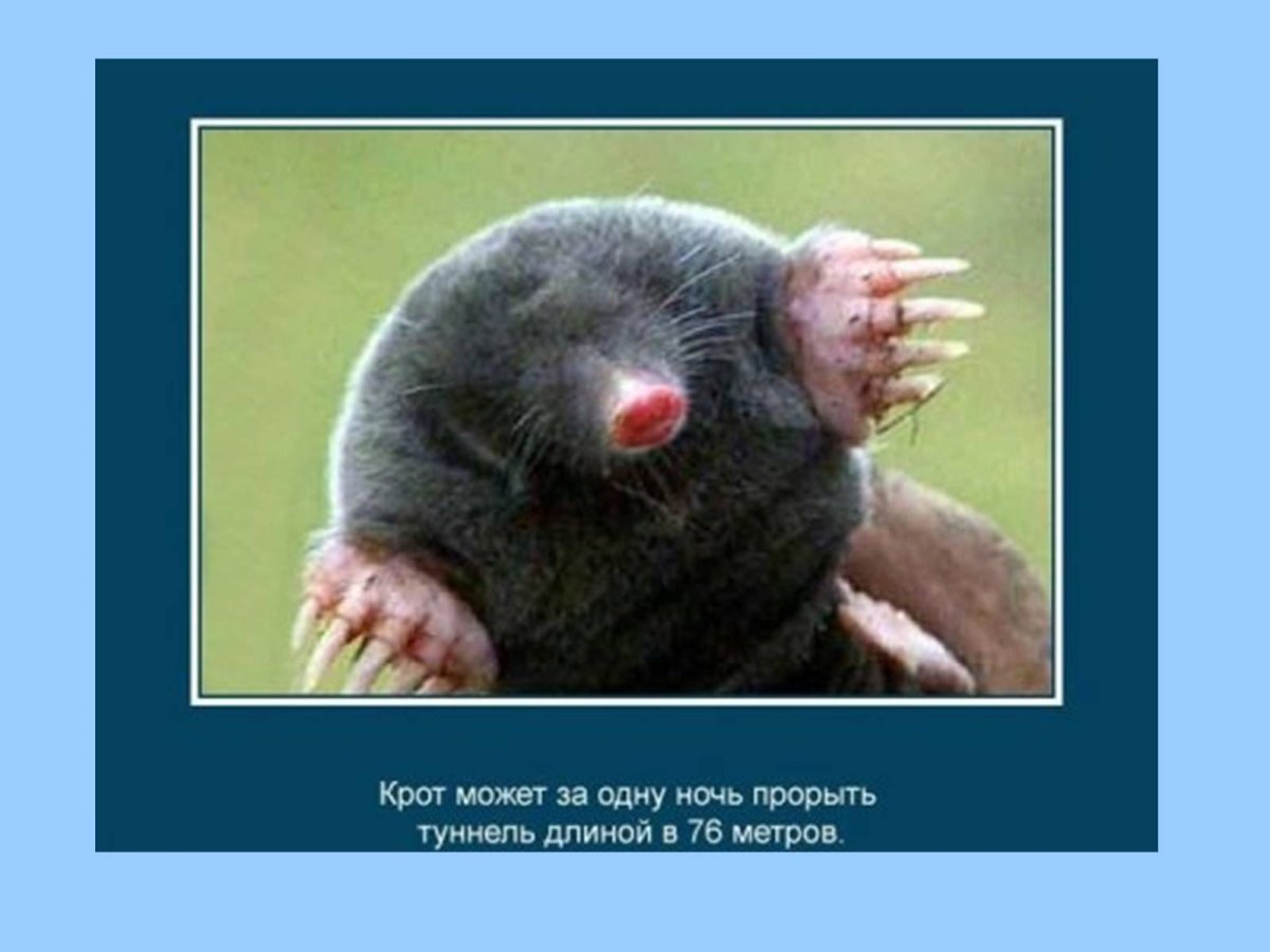 Лесной хомяк карбыш черный