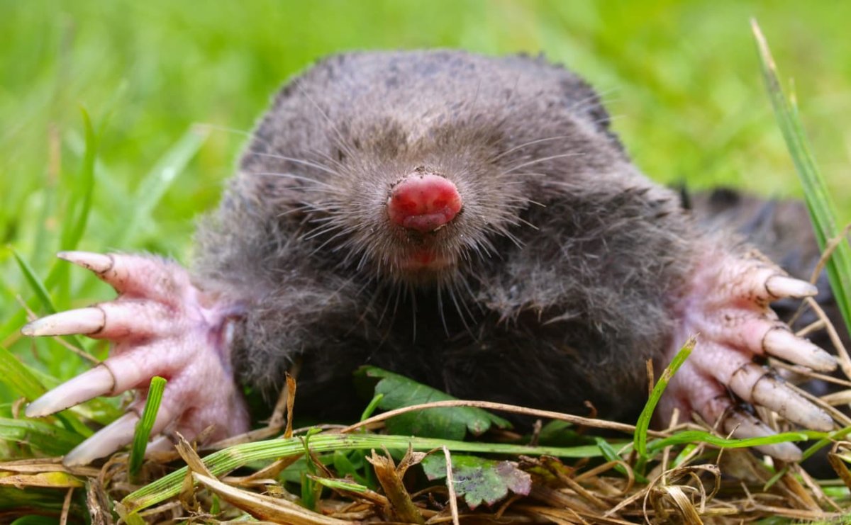 Маска крота для детей