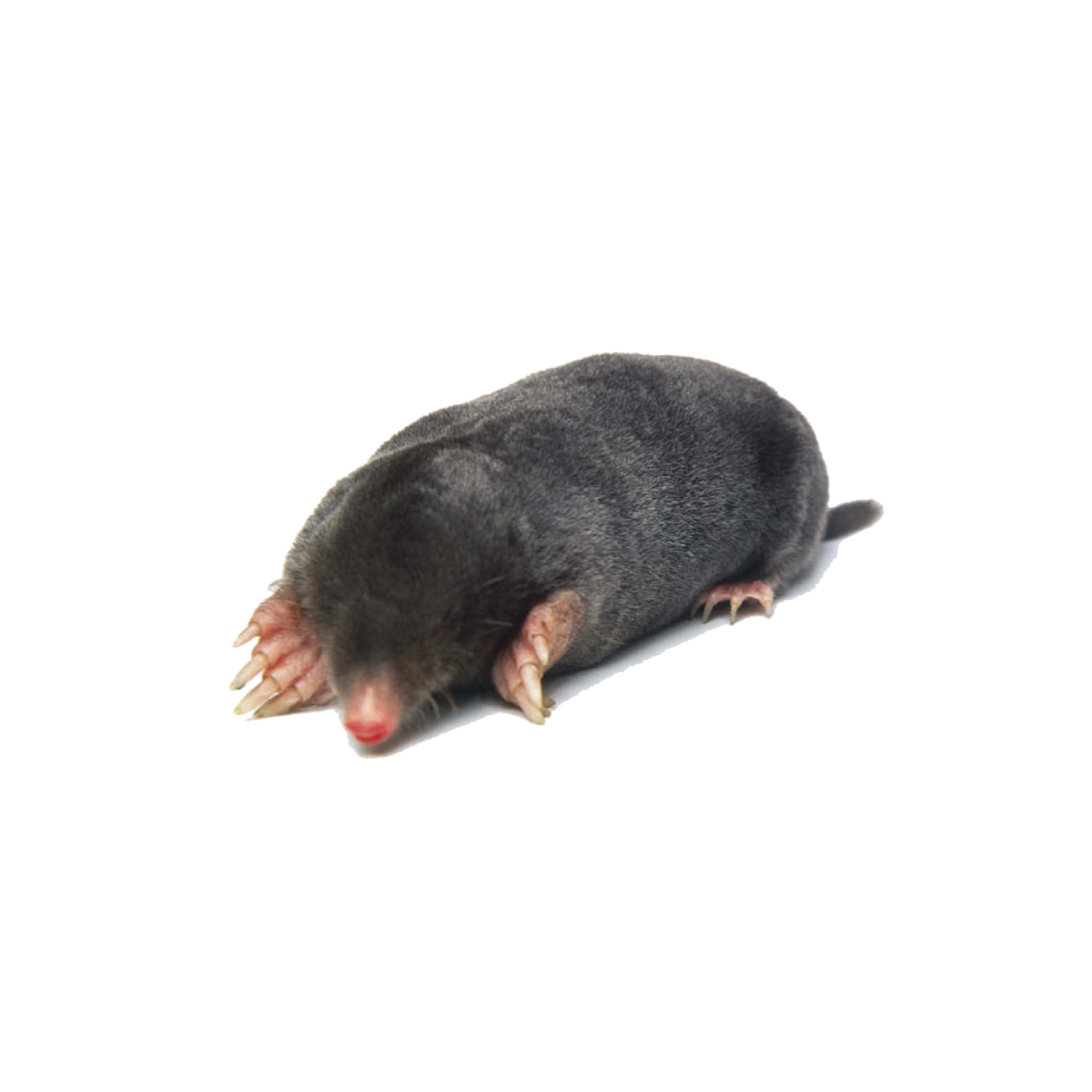 Крот животное