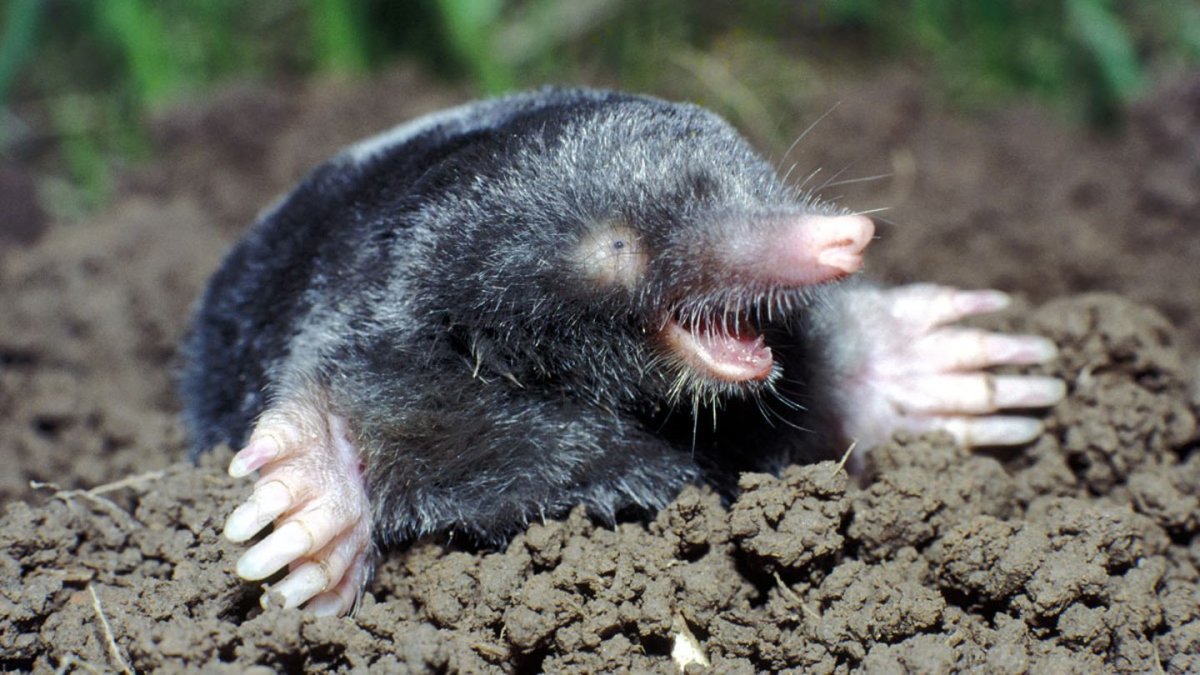 Крот Европейский обыкновенный глаза