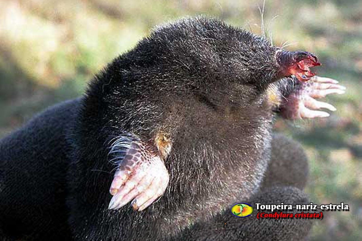 В Ирландии никогда не было кротов.