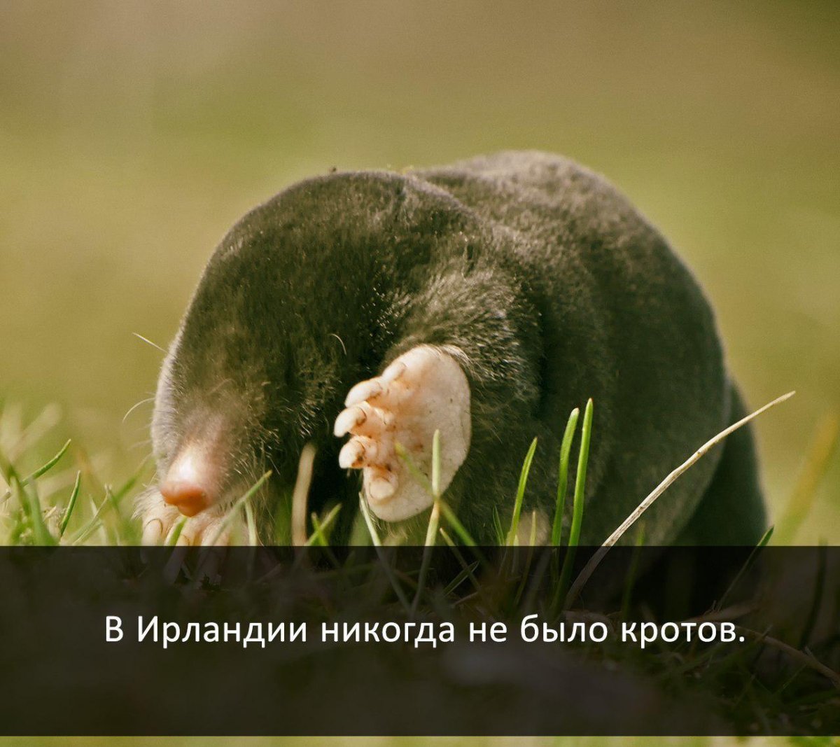 Крот-звездонос (звездорыл)