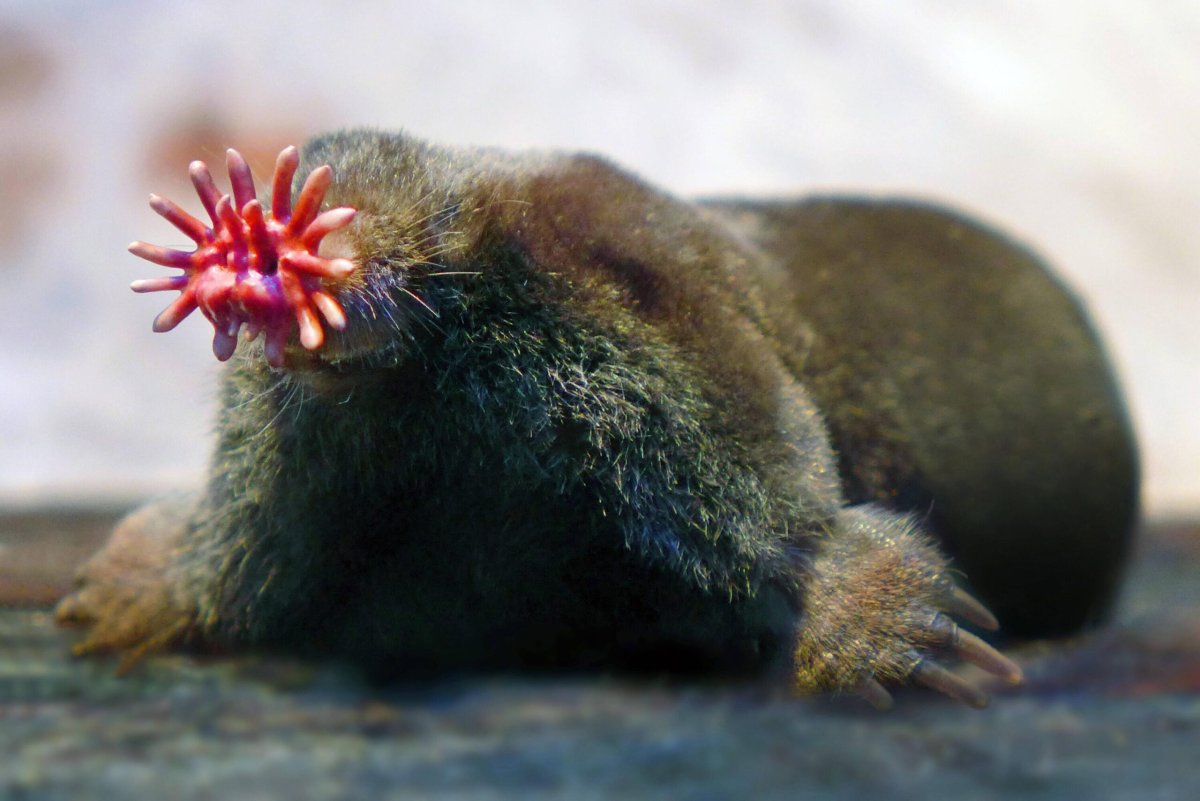 Классификация крота