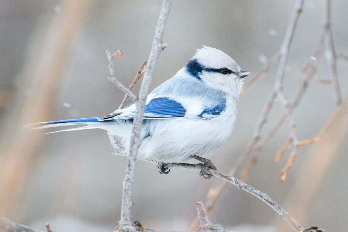 Лазоревка князек