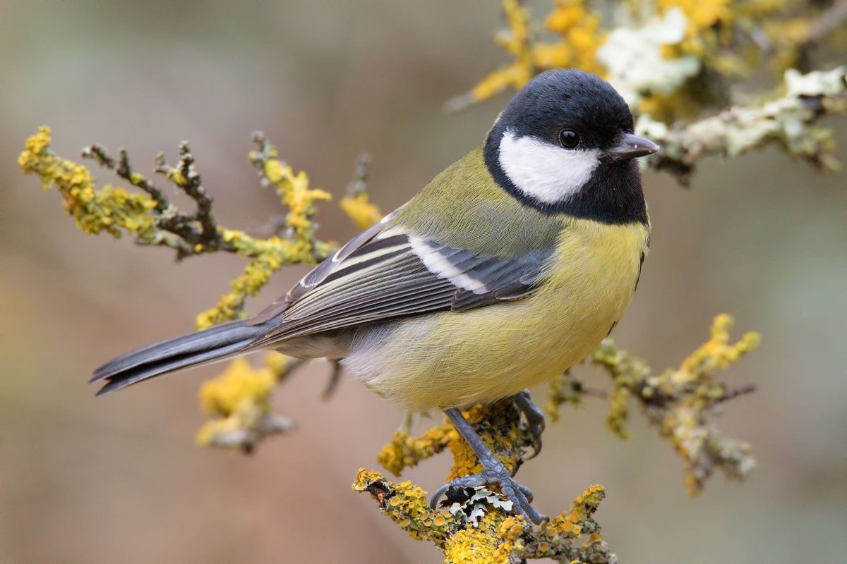 Серая лазоревка птица