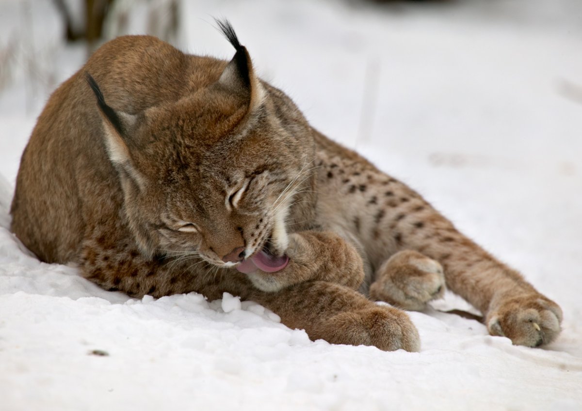 Рысь прыгает