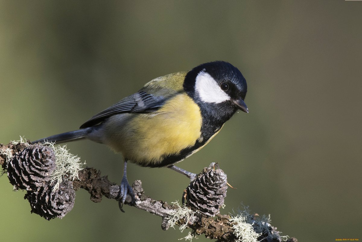 Лапы синицы