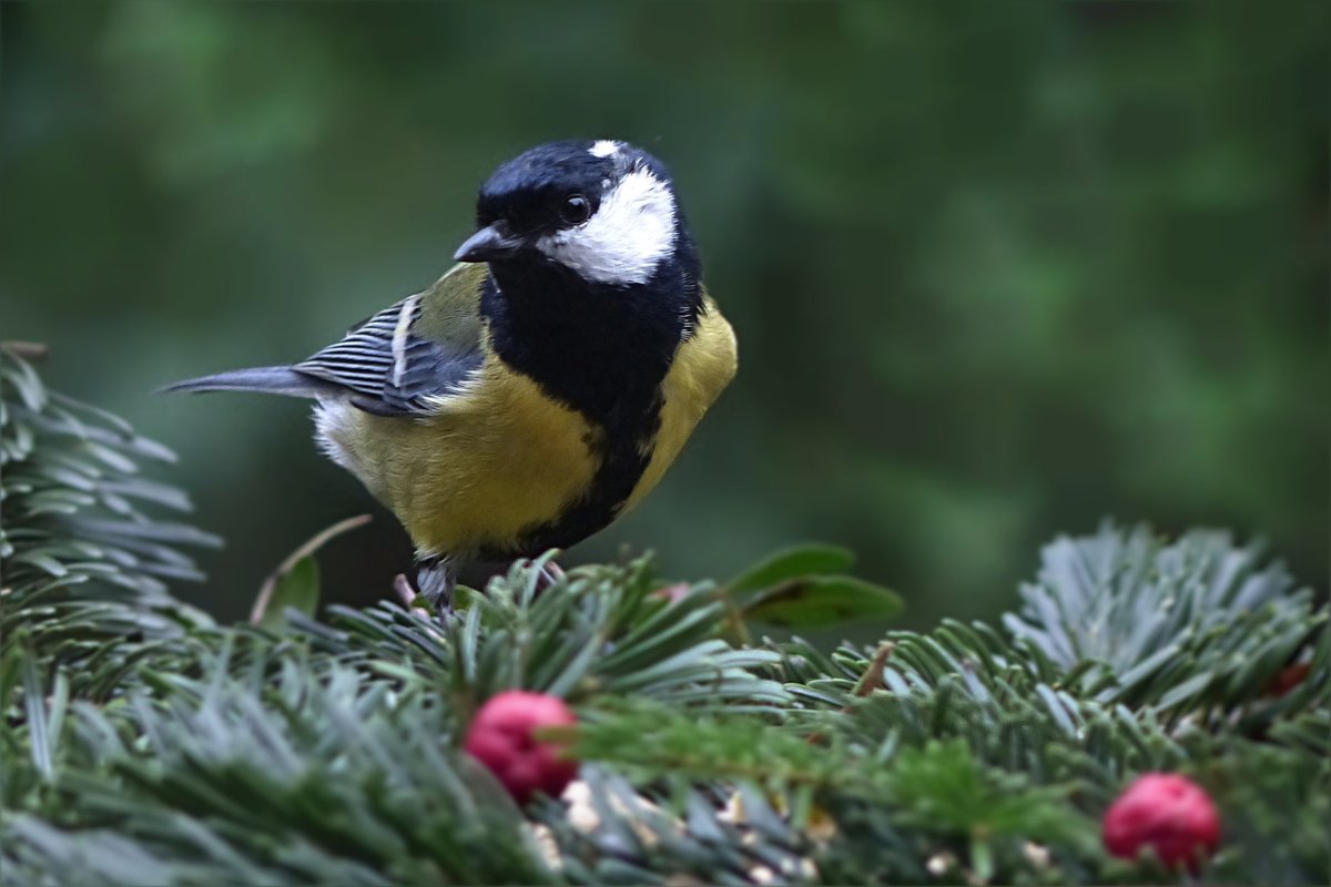 Длиннохвостая синица зимой