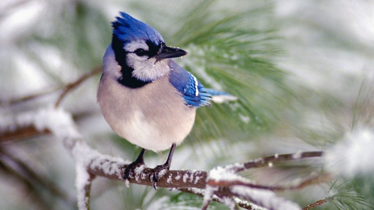 Клюв синицы