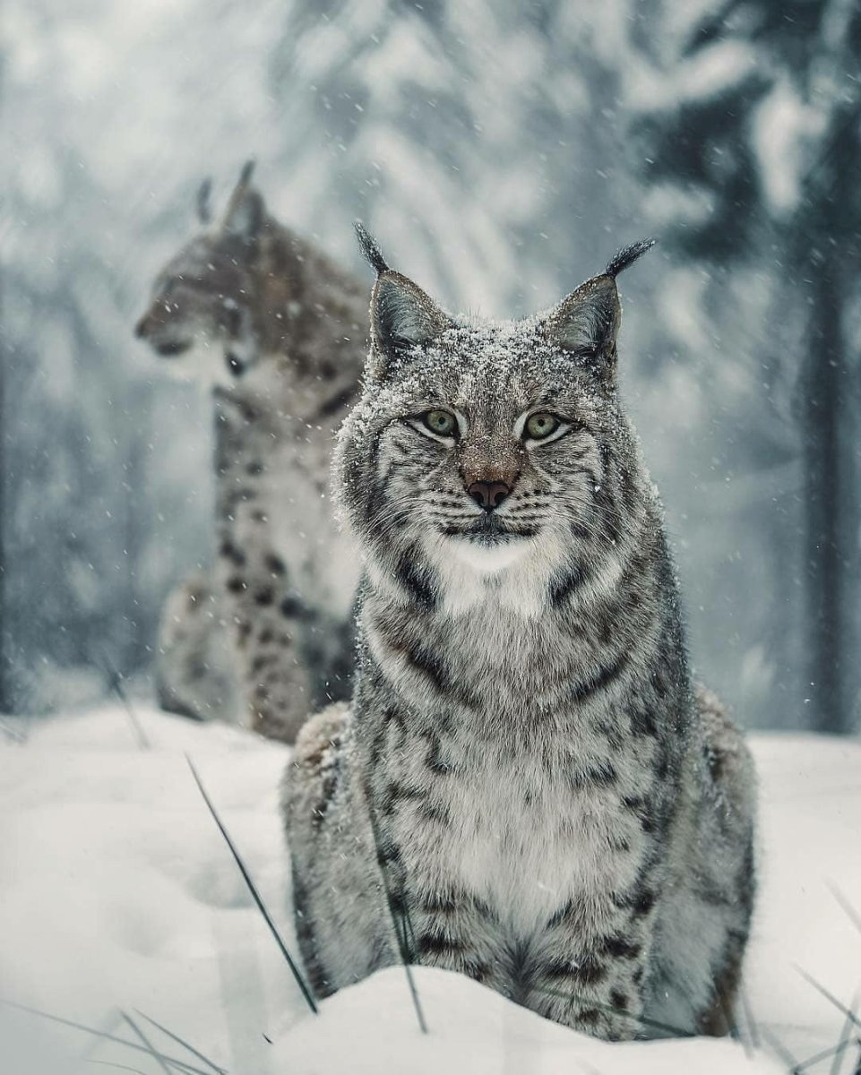 Красивые портреты животных