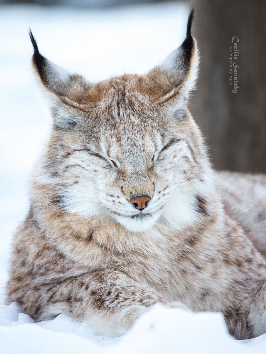 Обыкновенная Рысь Lynx Lynx