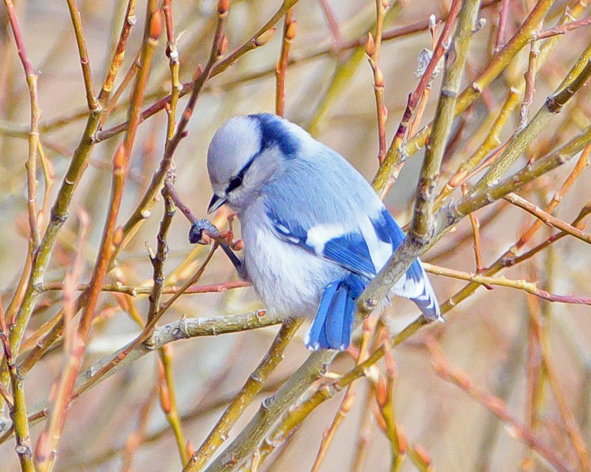 Белая лазоревка князек