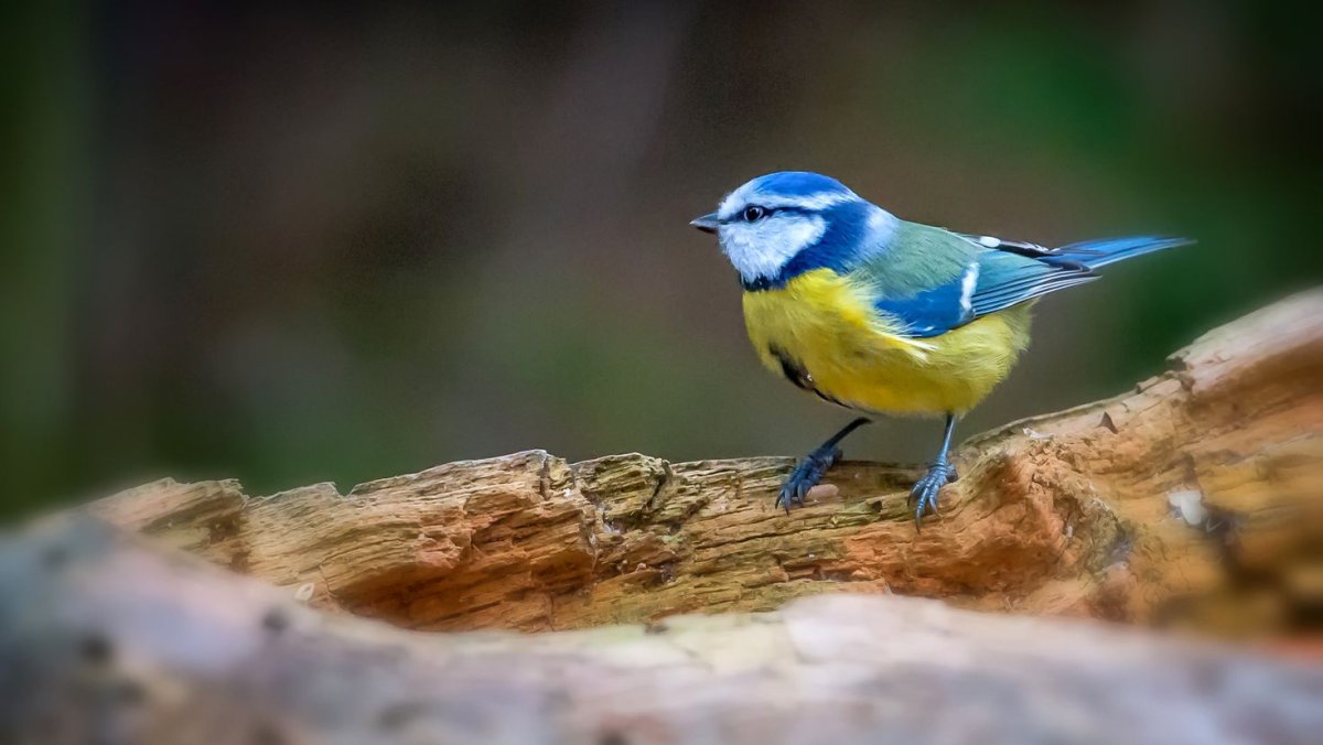 Синичка на ветке