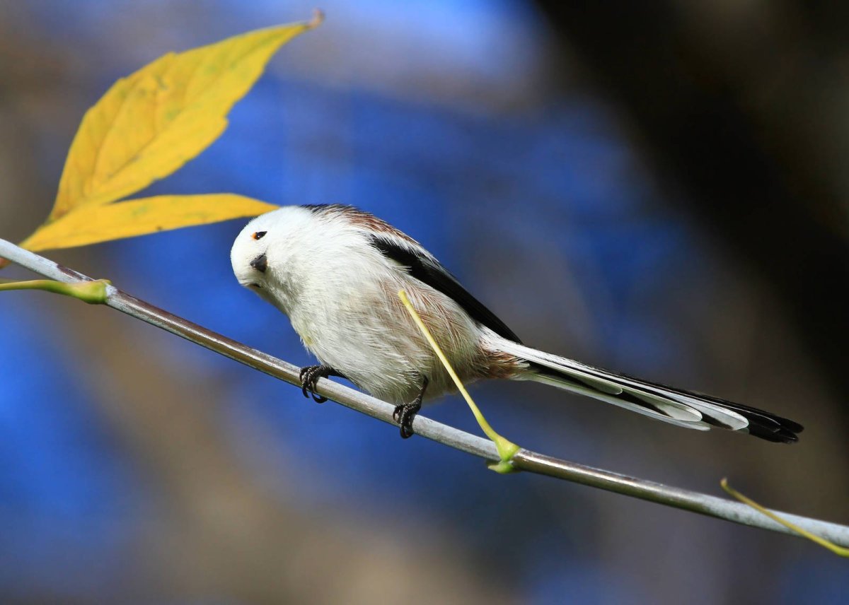 Синица лазоревка в полете