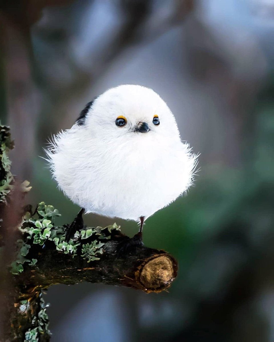 Длиннохвостая синица