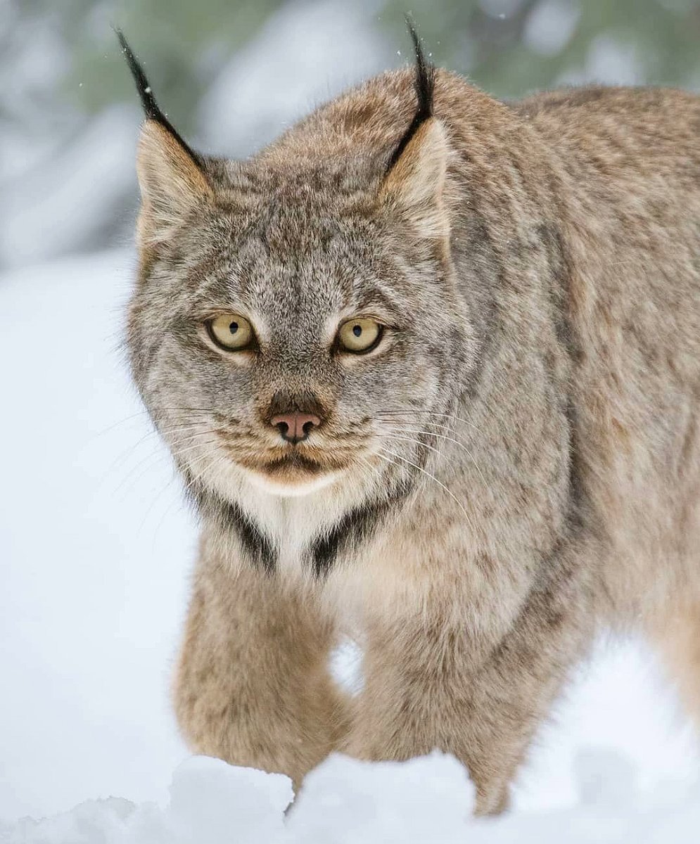 Рысь фэнтези