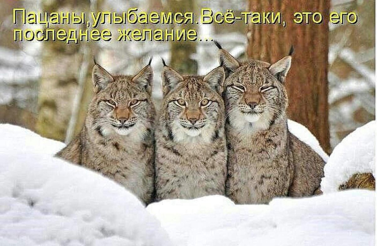 Сибирская кошка Рысь