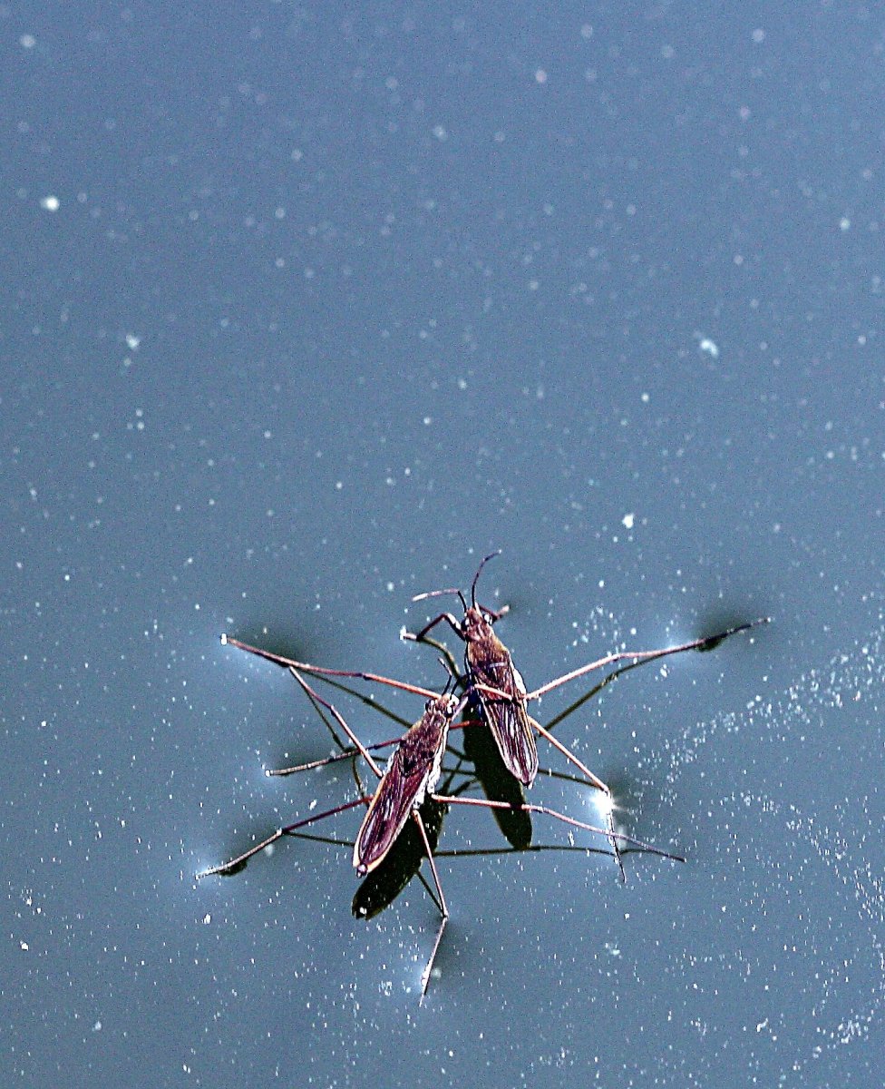 Клоп Водомерка личинка