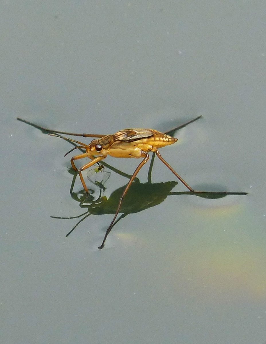 Ватер Страйдер