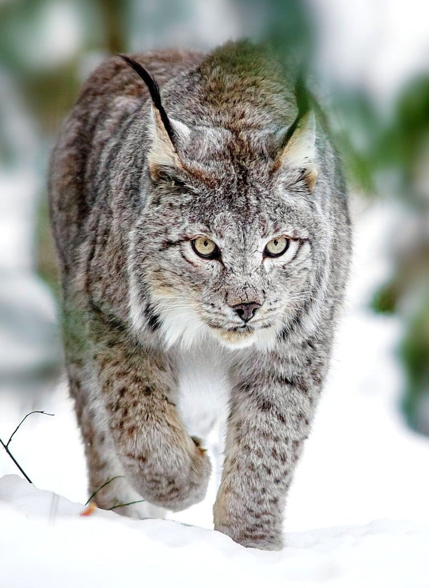 Семья рысей