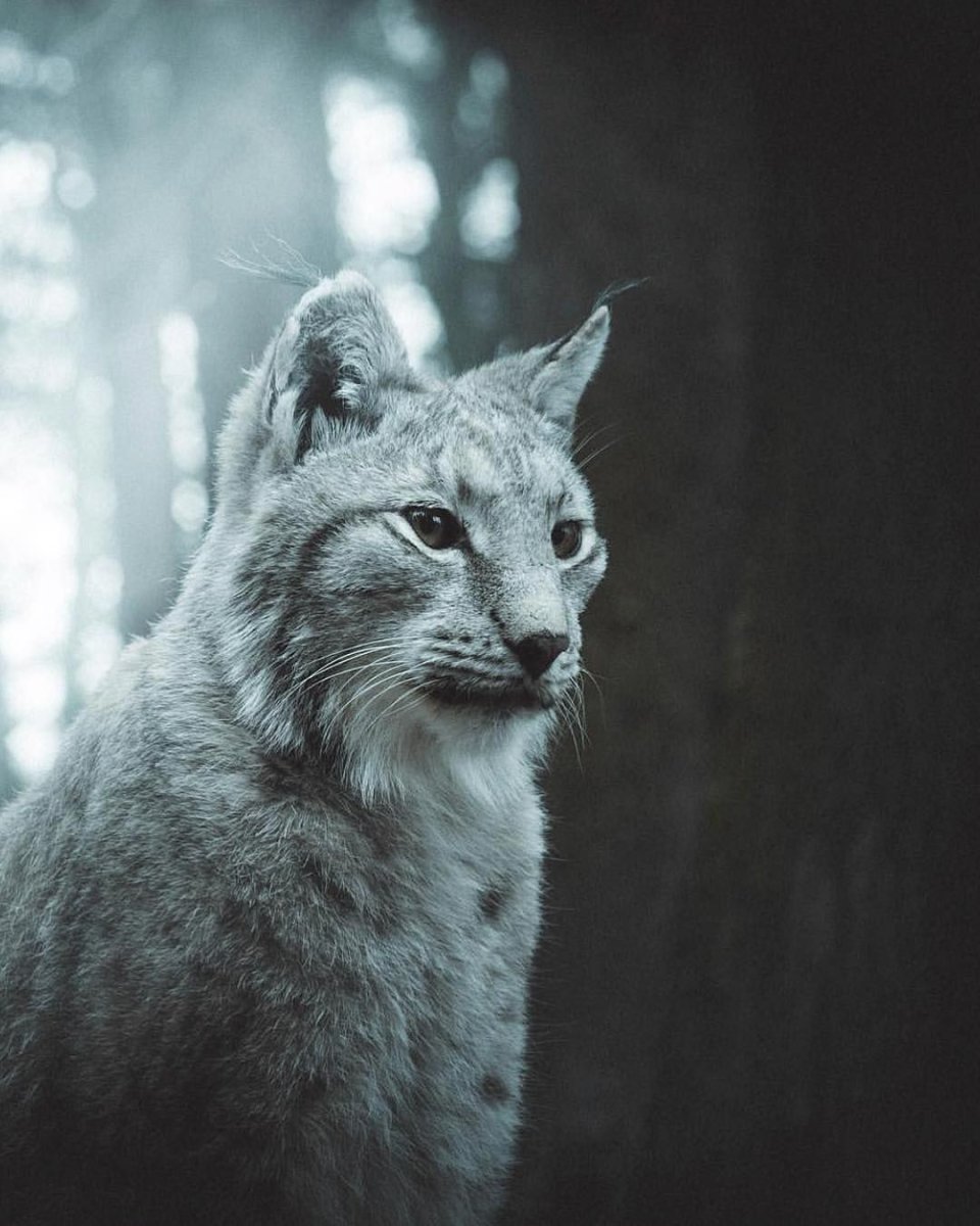 Белая Сибирская Рысь