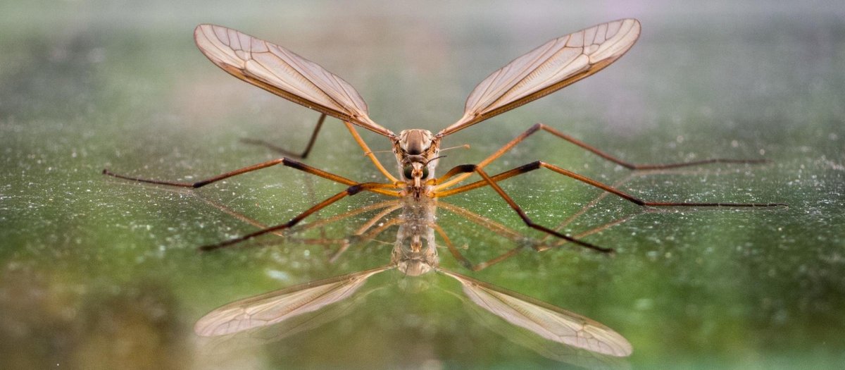 Конечности водомерки