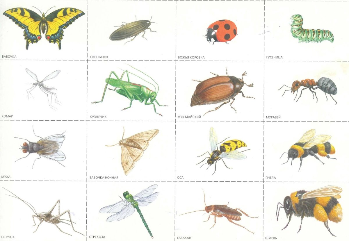 Насекомые для дошкольников