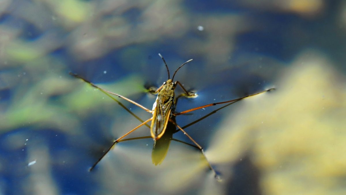 Поза водомерки