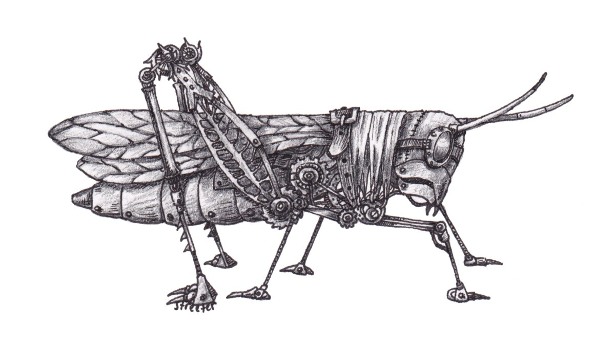 Водомерка Gerridae