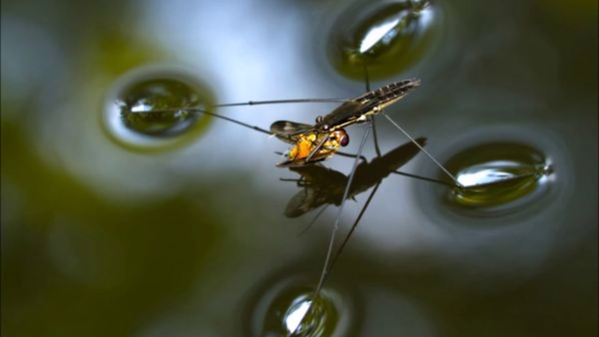 Водомерка ротовой аппарат