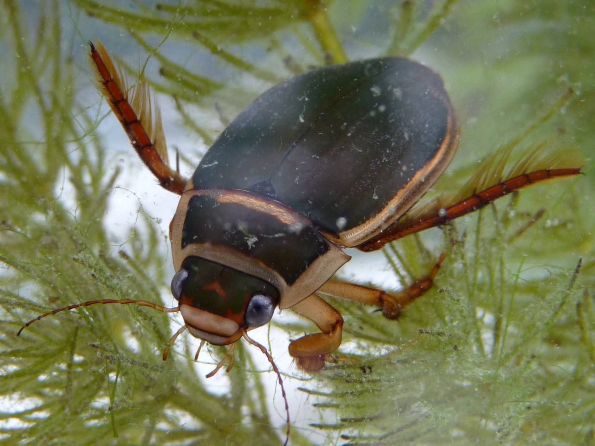 Жук Водомерка