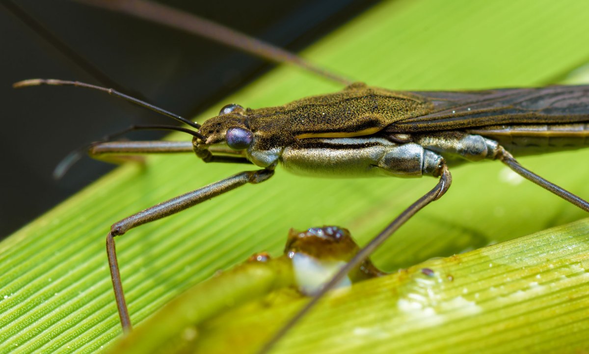 Карточки для детей. Насекомые