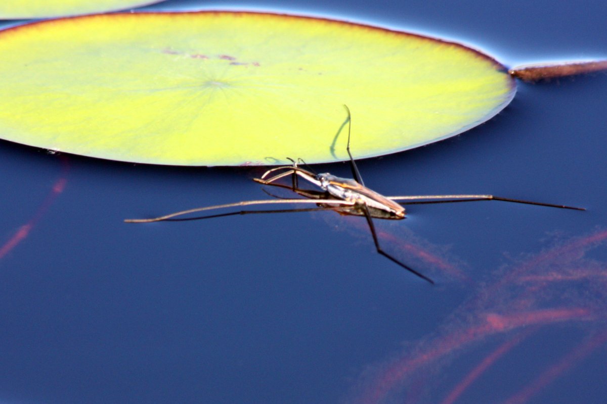 Личинка водомерки