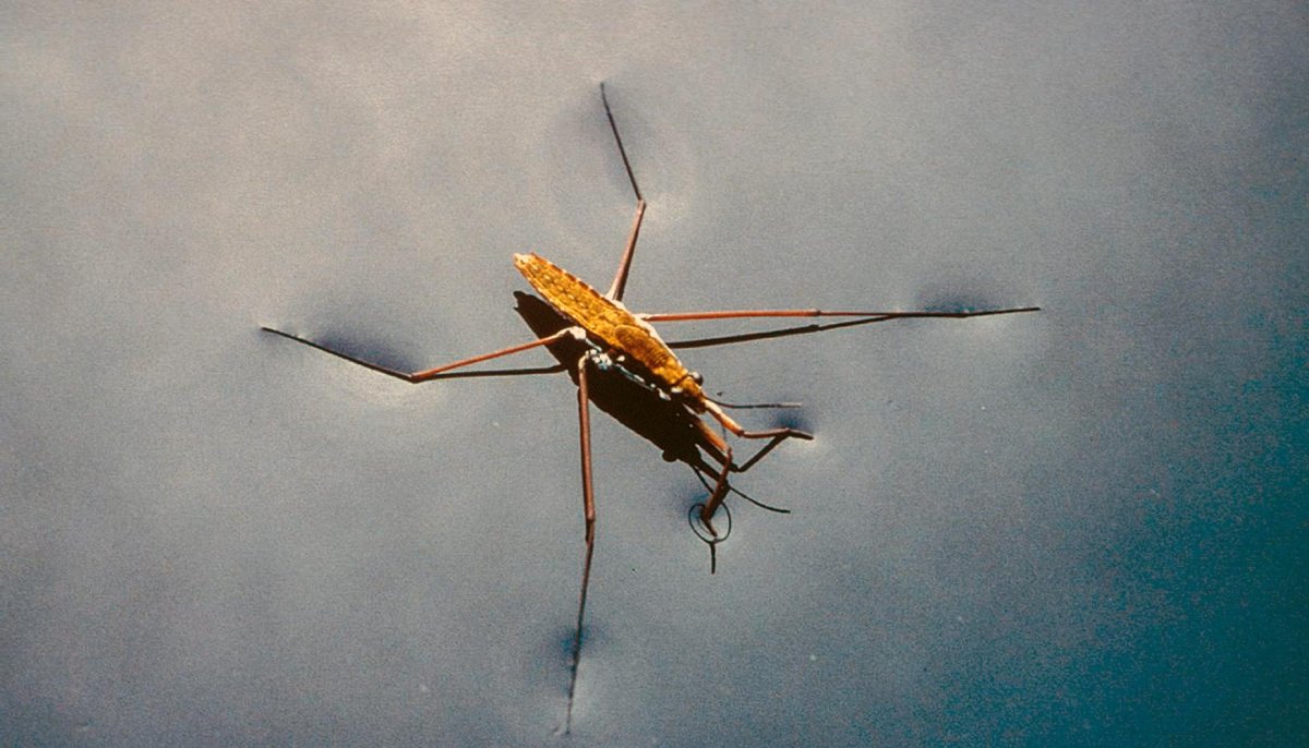 Подводная Водомерка