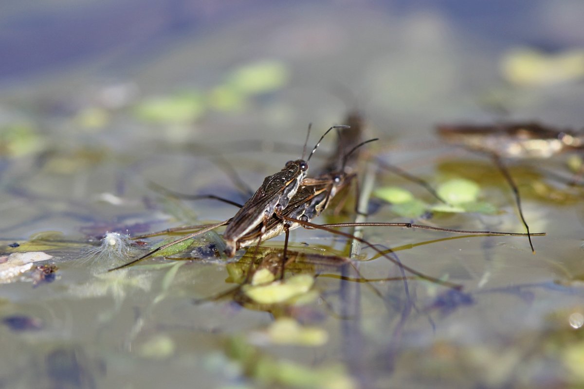Водомерка обыкновенная