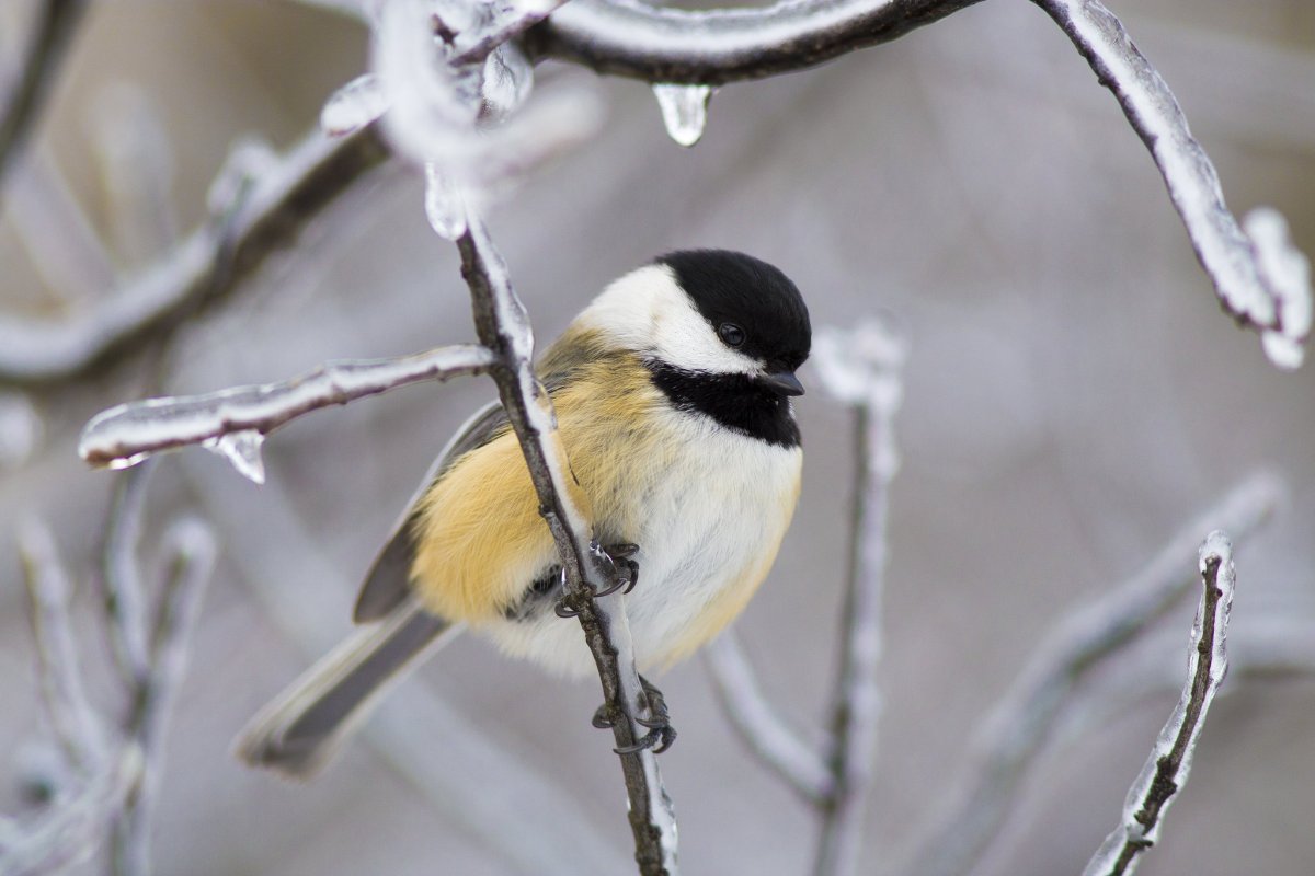 Птицы Южного Урала лазоревка