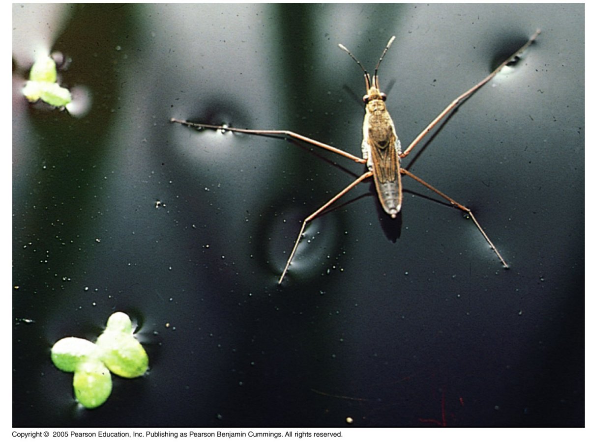 Комар Водомерка