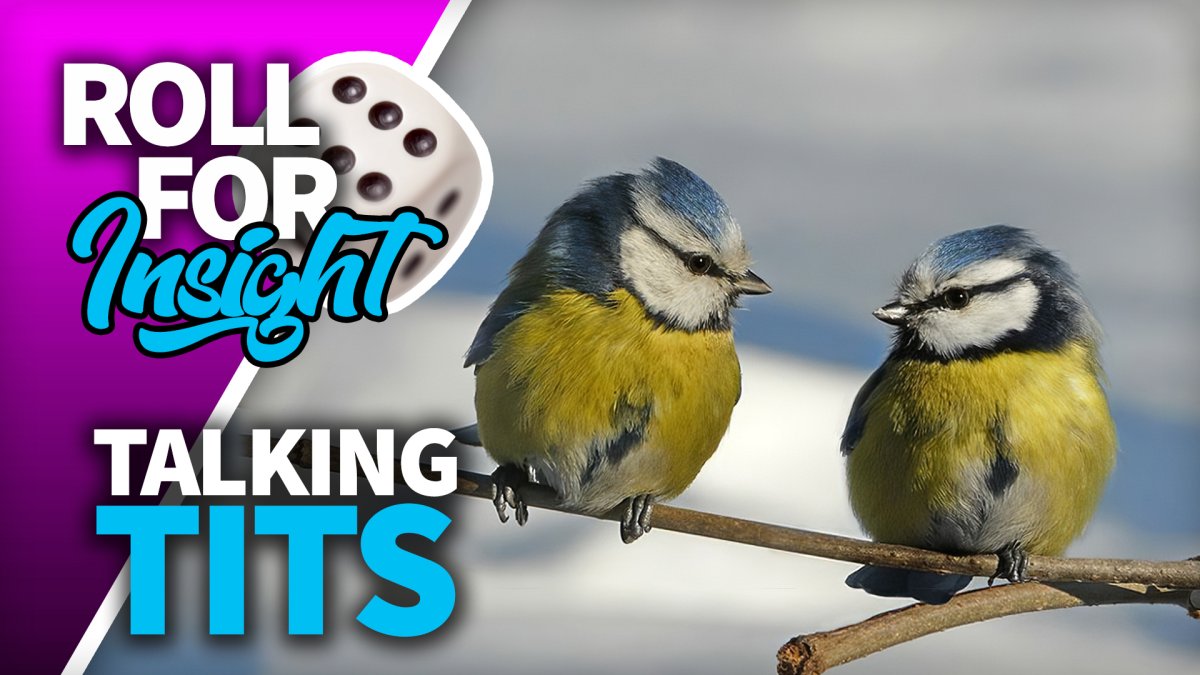 Лазоревка Плеске гибрид