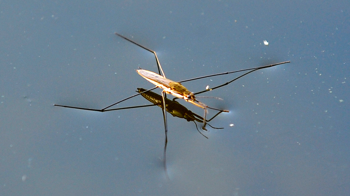 Жук Водомерка