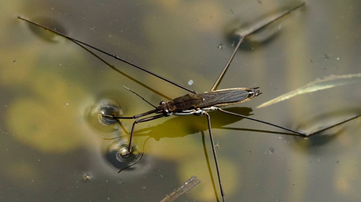 Gerris lacustris (Linnaeus, 1758)