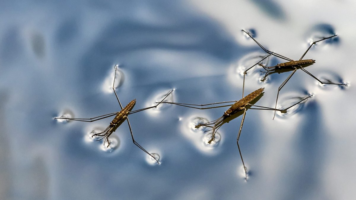 Жук плавунец