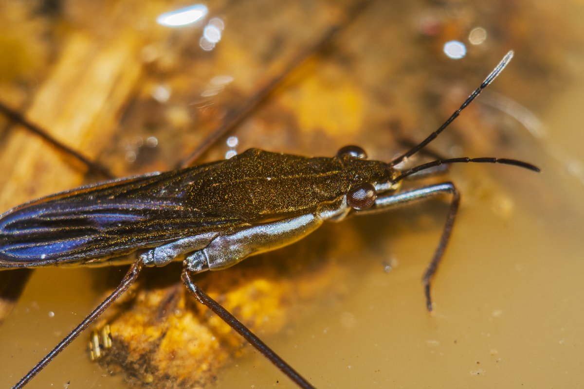 Водомерка макро